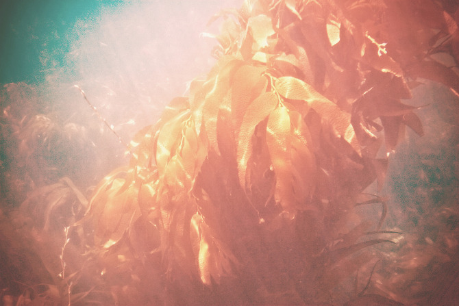 flora oceanica