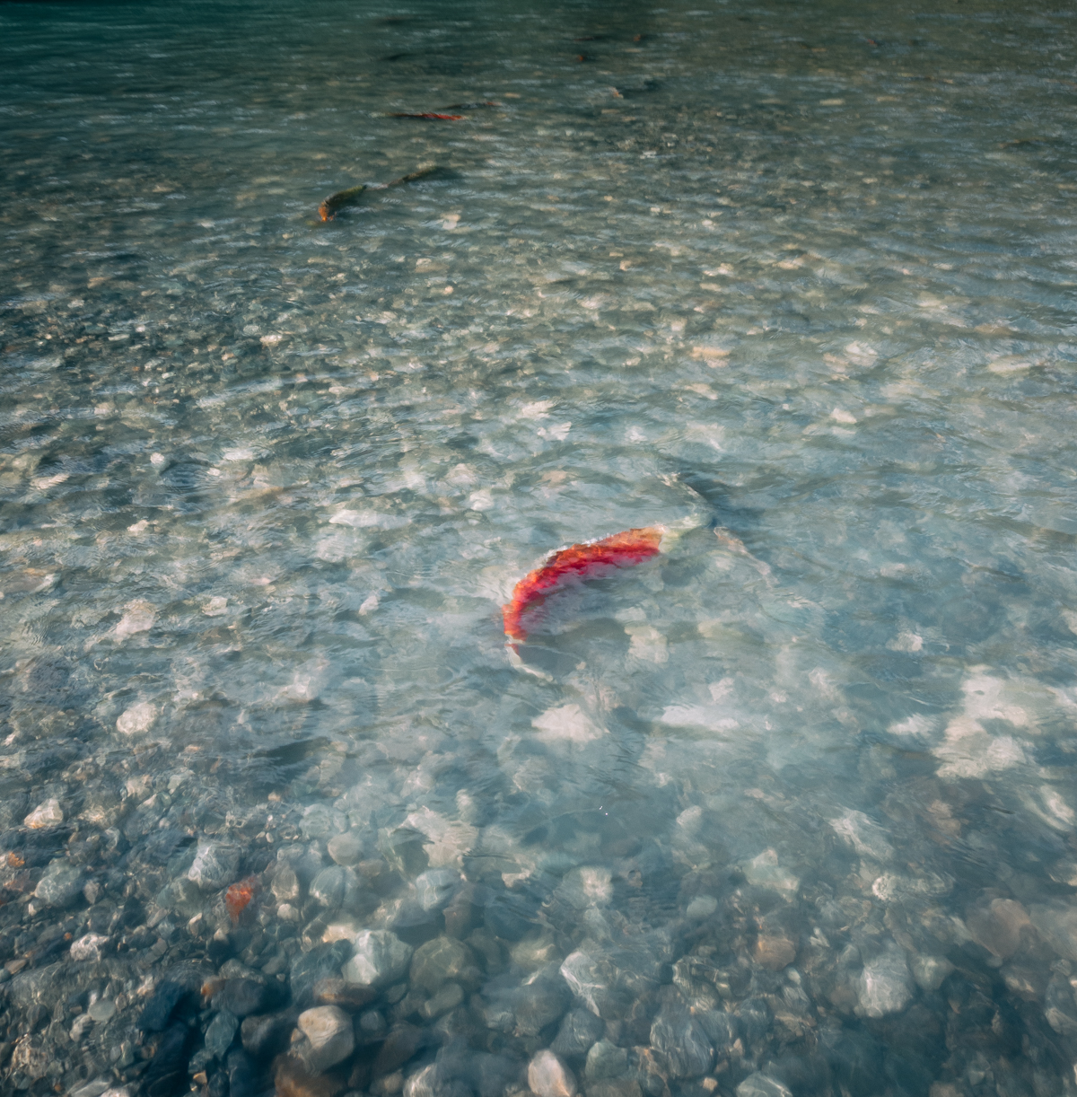 The Birkenhead Circa 1983 The Photo Roll of Owen Perry