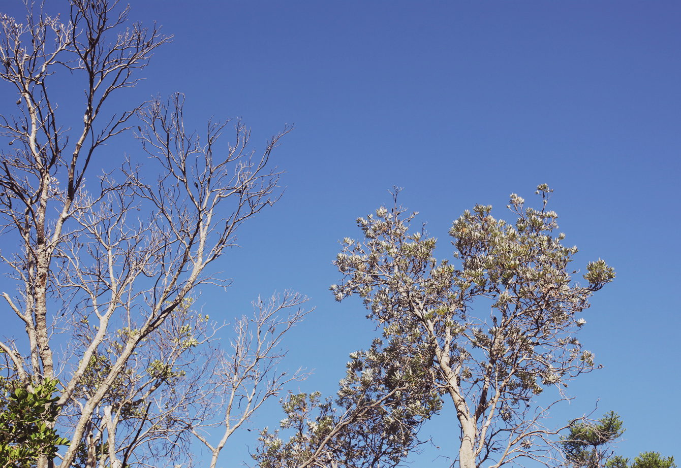 Tea Tree Lake The Travelling Light