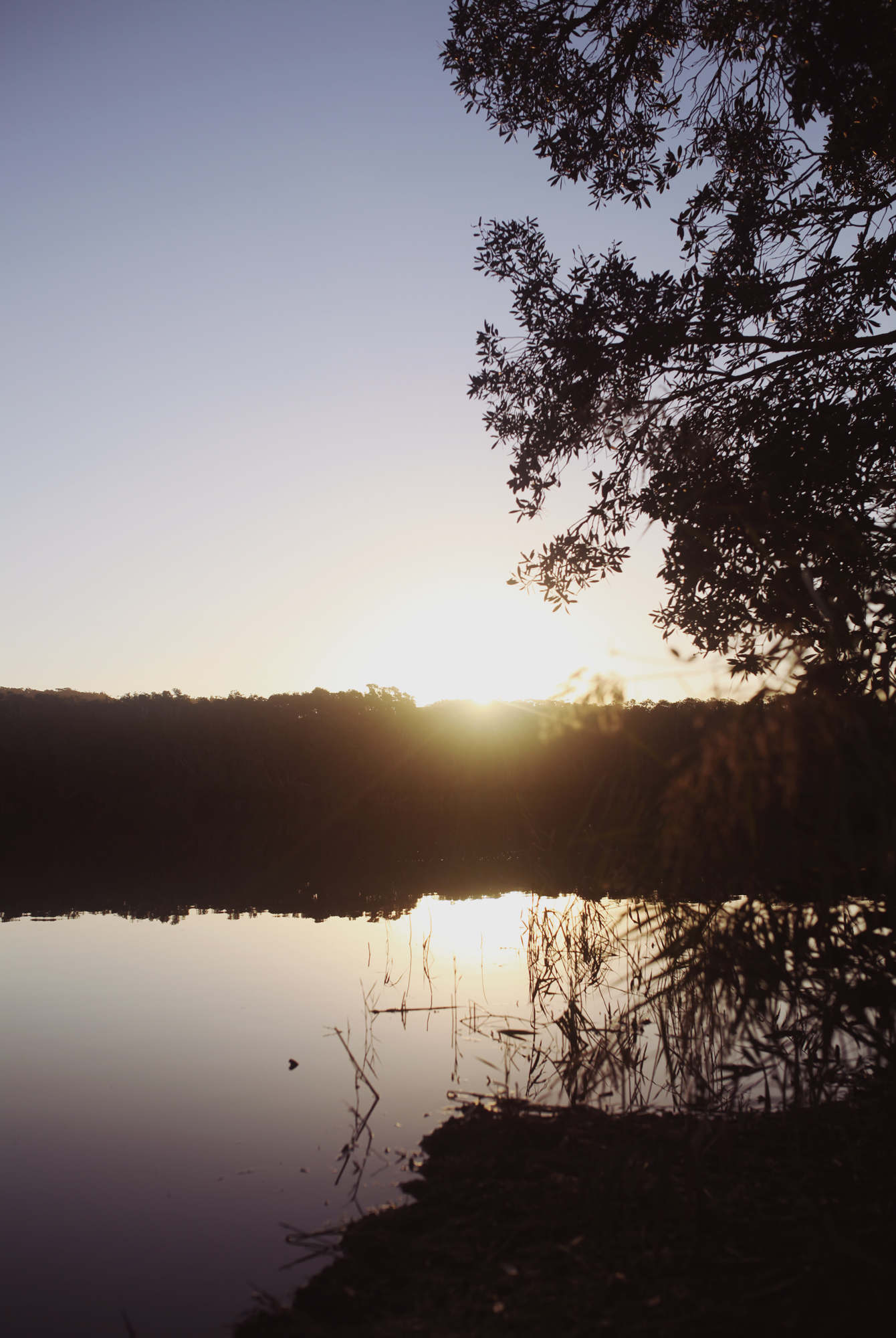 Tea Tree Lake The Travelling Light