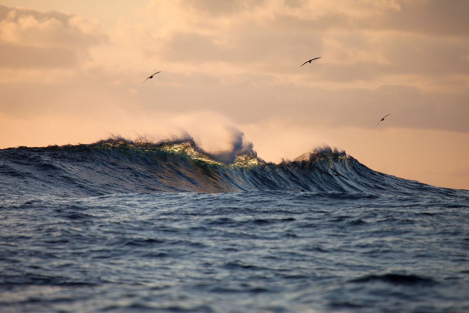 Selvagens Islands The last wild refuge