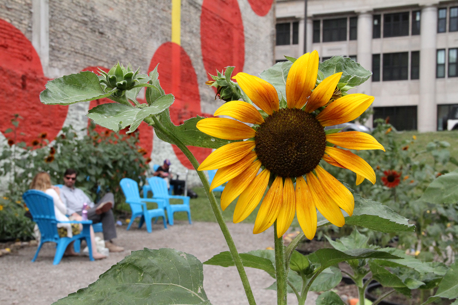 Urban Flower Field Amanda Lovelee