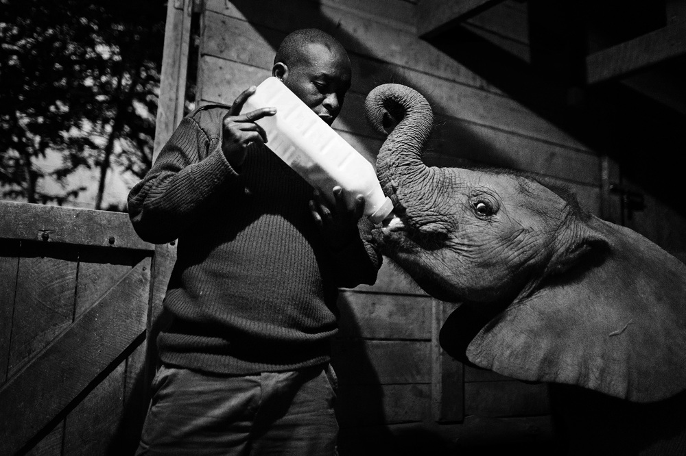 Elephant Orphanage - Elizabeth Lloyd Fladung