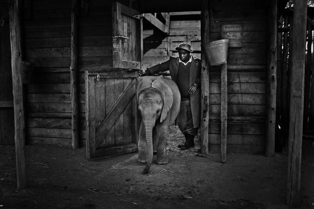 Elephant Orphanage - Elizabeth Lloyd Fladung