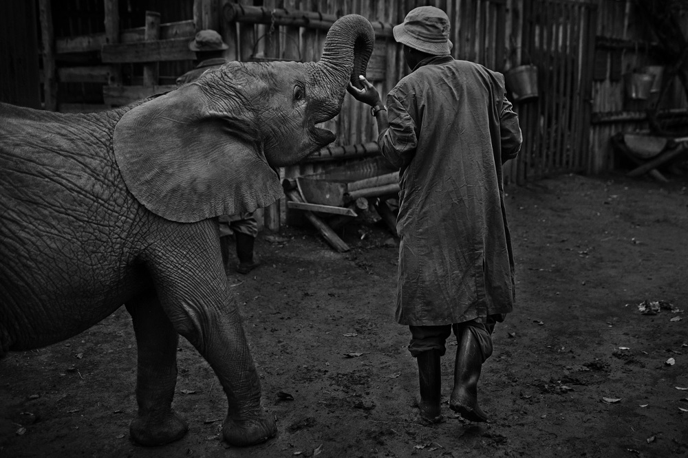 Elephant Orphanage - Elizabeth Lloyd Fladung