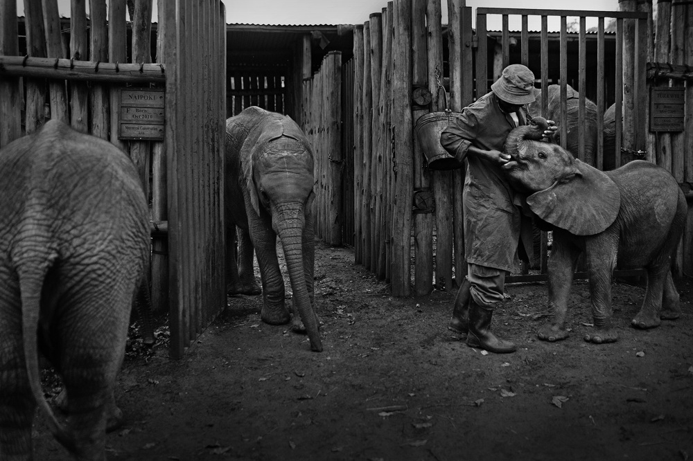 Elephant Orphanage - Elizabeth Lloyd Fladung