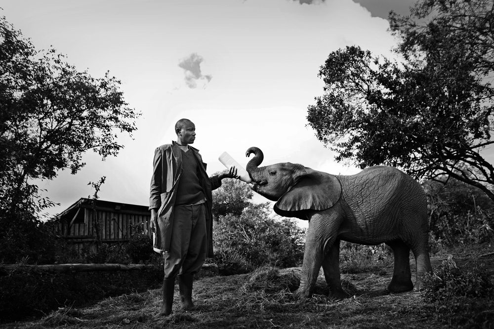 Elephant Orphanage - Elizabeth Lloyd Fladung