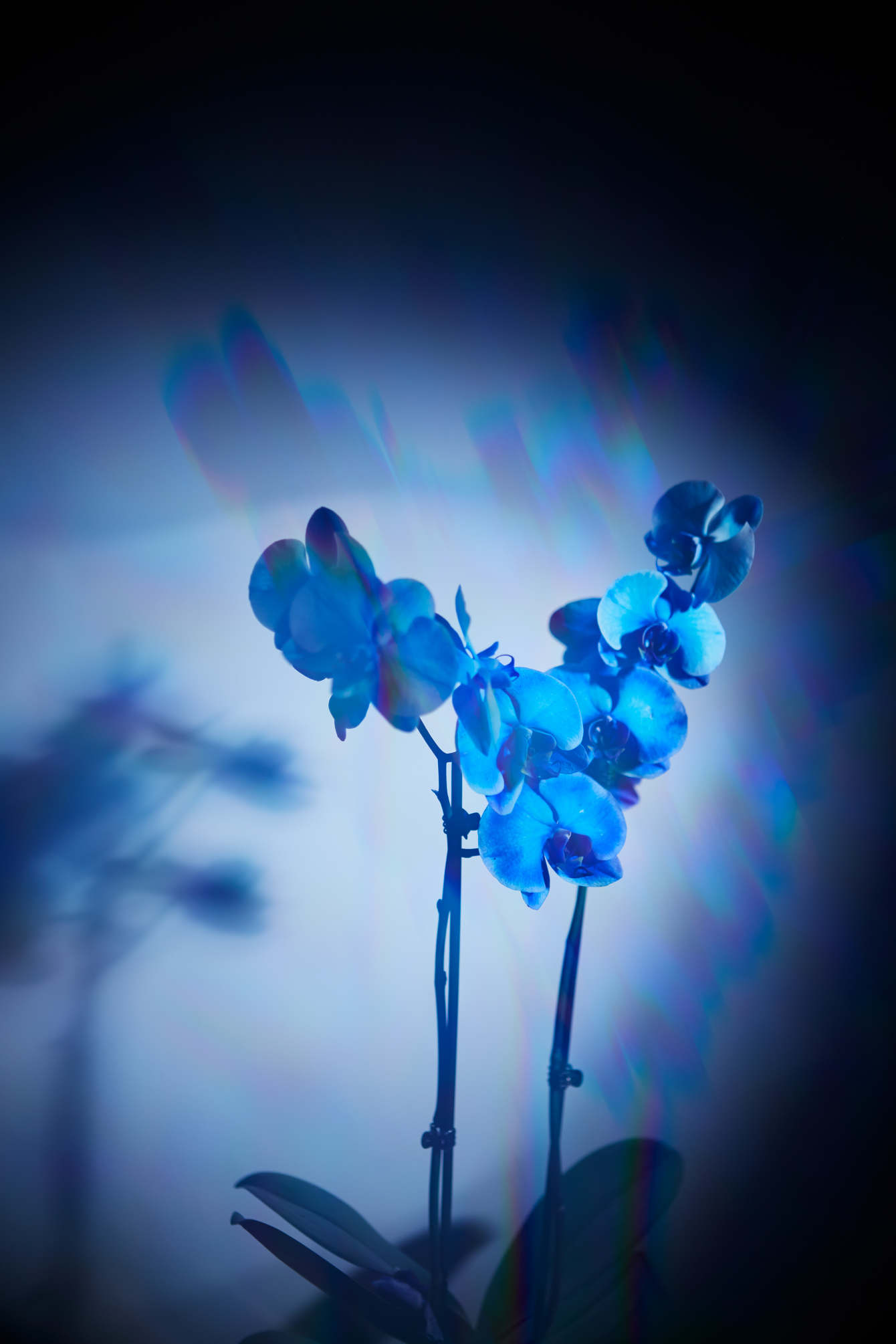 Blue Orchid Chloe Coates Photography