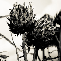 Fotojuno™ | The Photography of Matt Harris