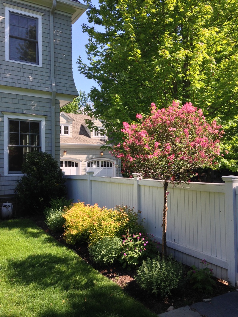 Low Maintenance/Deer Resistant Michelle Miller Landscape Design