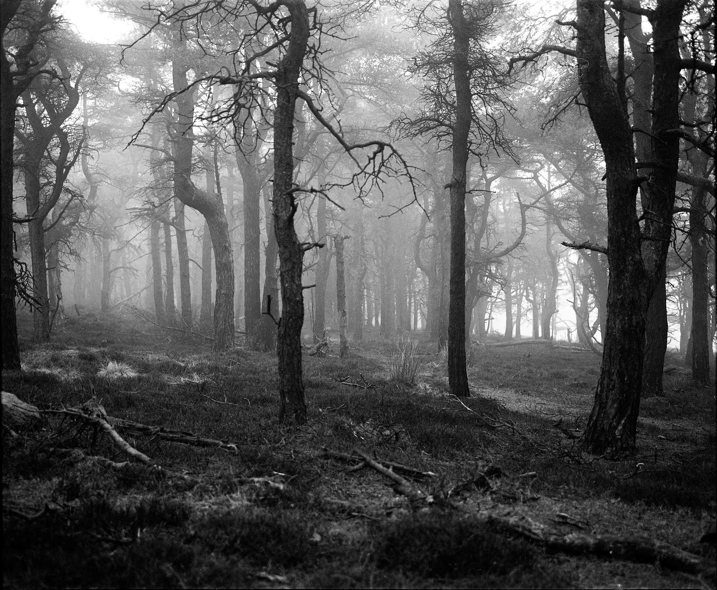 Small Town Syndrome Thom Whitehead