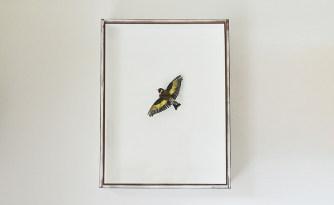 Birds - Ethical Taxidermy