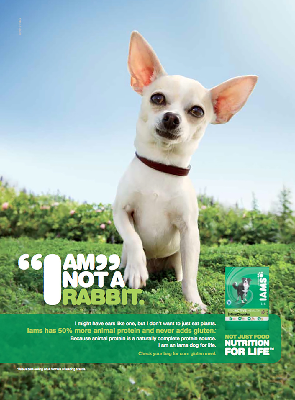 iams chihuahua food