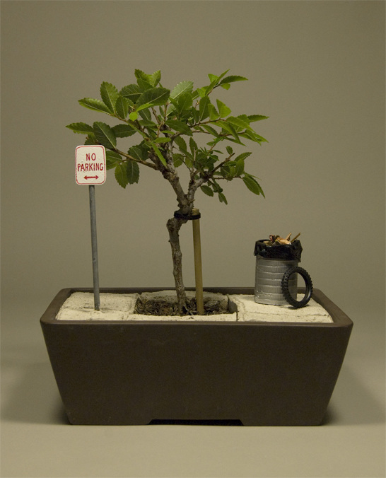 Urban Bonsai - jeremiahjenkins.com