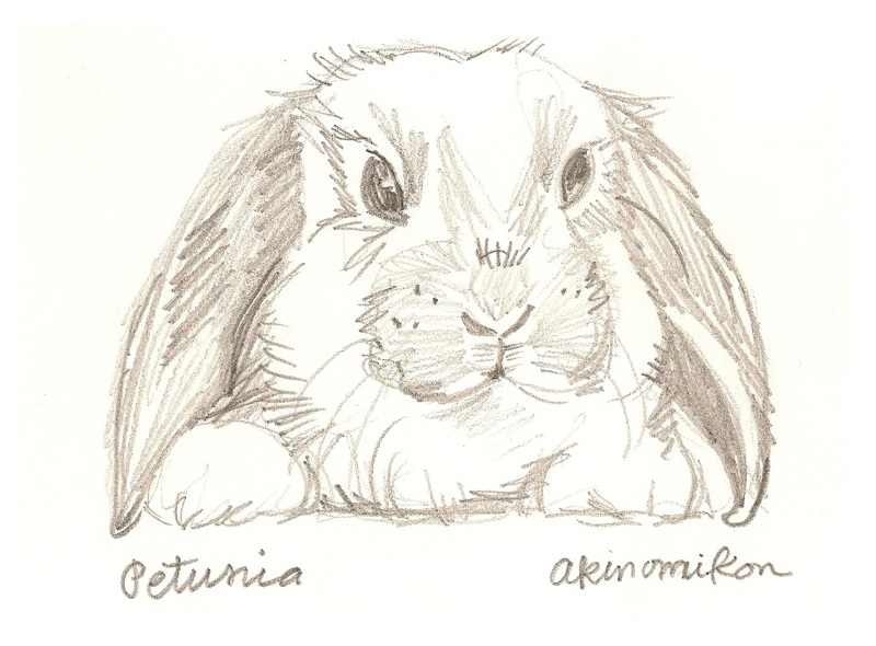 Animal Sketches - MonikaLea