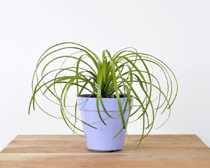Caracteristica Planta De Sol Media Sombra Parecida A Una Pequena Palma Esta Planta Es Ideal Para Ambientes Cercanos Al Mar Y Exteriores Muy Resistente Caracteristica Planta De Sol Media Sombra Parecida A Una Pequena Palma Esta Planta Es Ideal Para Ambientes Cercanos Al Mar Y Exteriores Muy Resistente