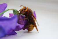 charlottefelicitysmith