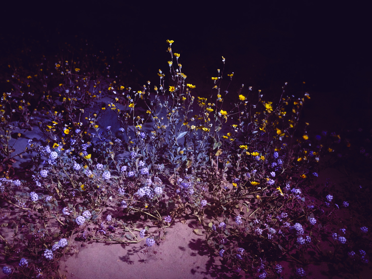 wildflowers-maciek-jasik-photography