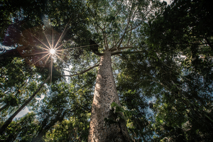 Arthur Machado World Photography