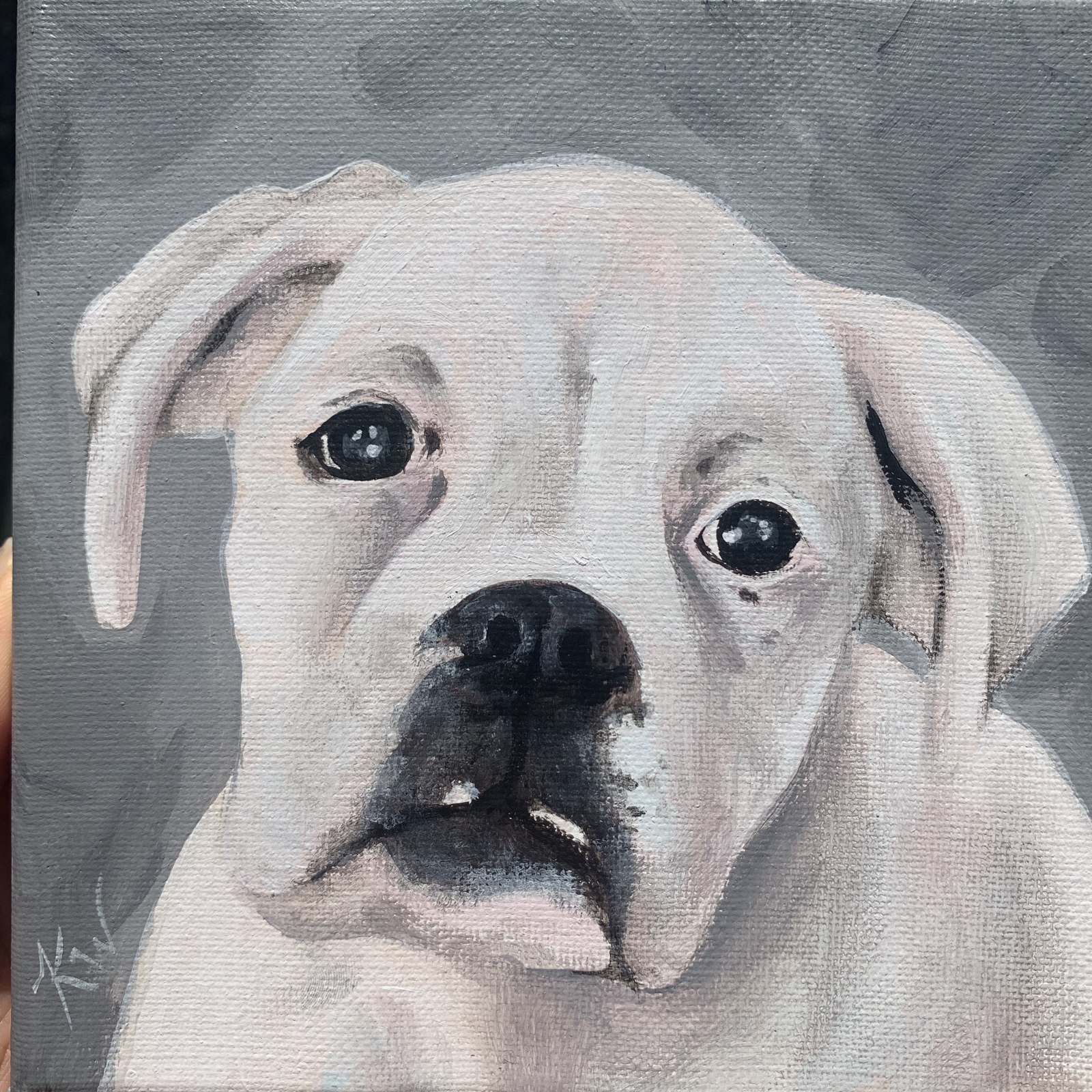 Chewy Pet Portraits Kali Wallace