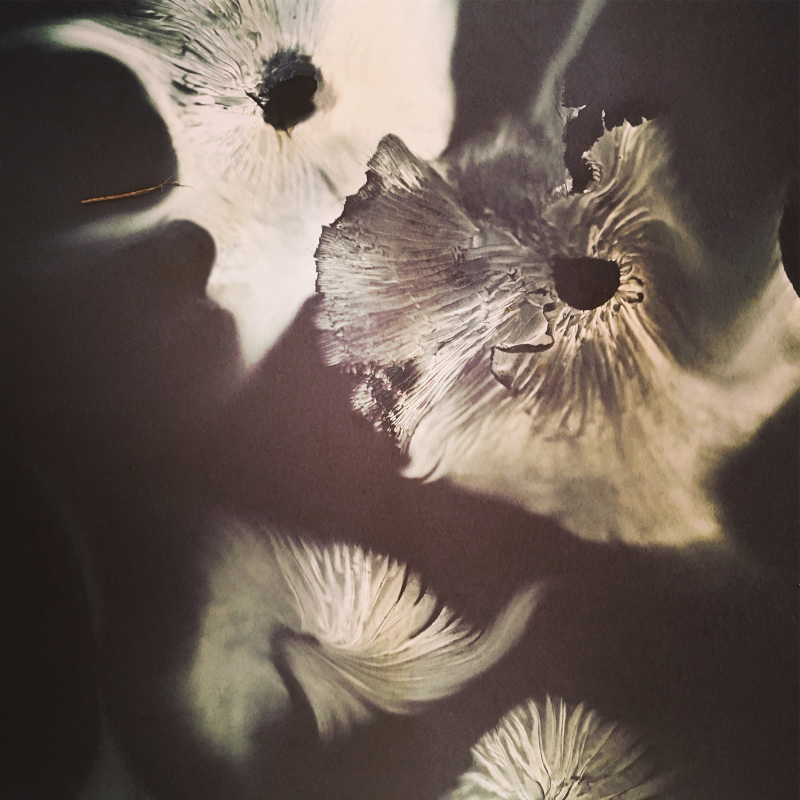 Spore Prints - Lucinda Hitchcock Design