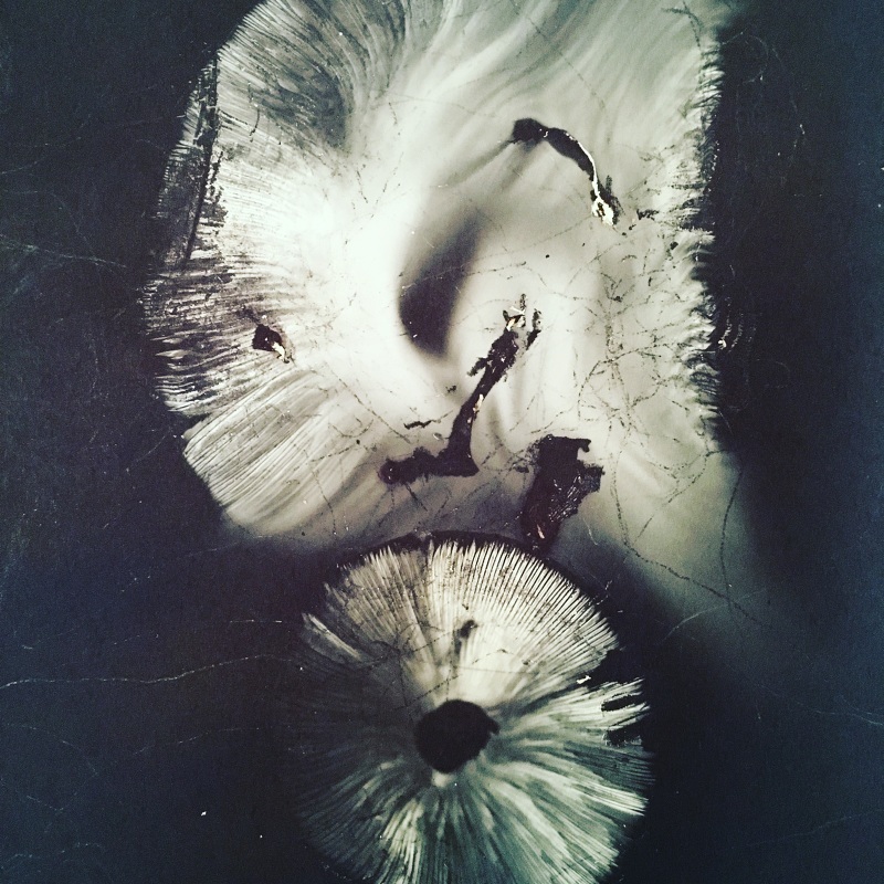 Spore Prints - Lucinda Hitchcock Design