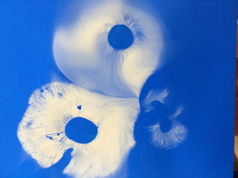 Spore Prints - Lucinda Hitchcock Design