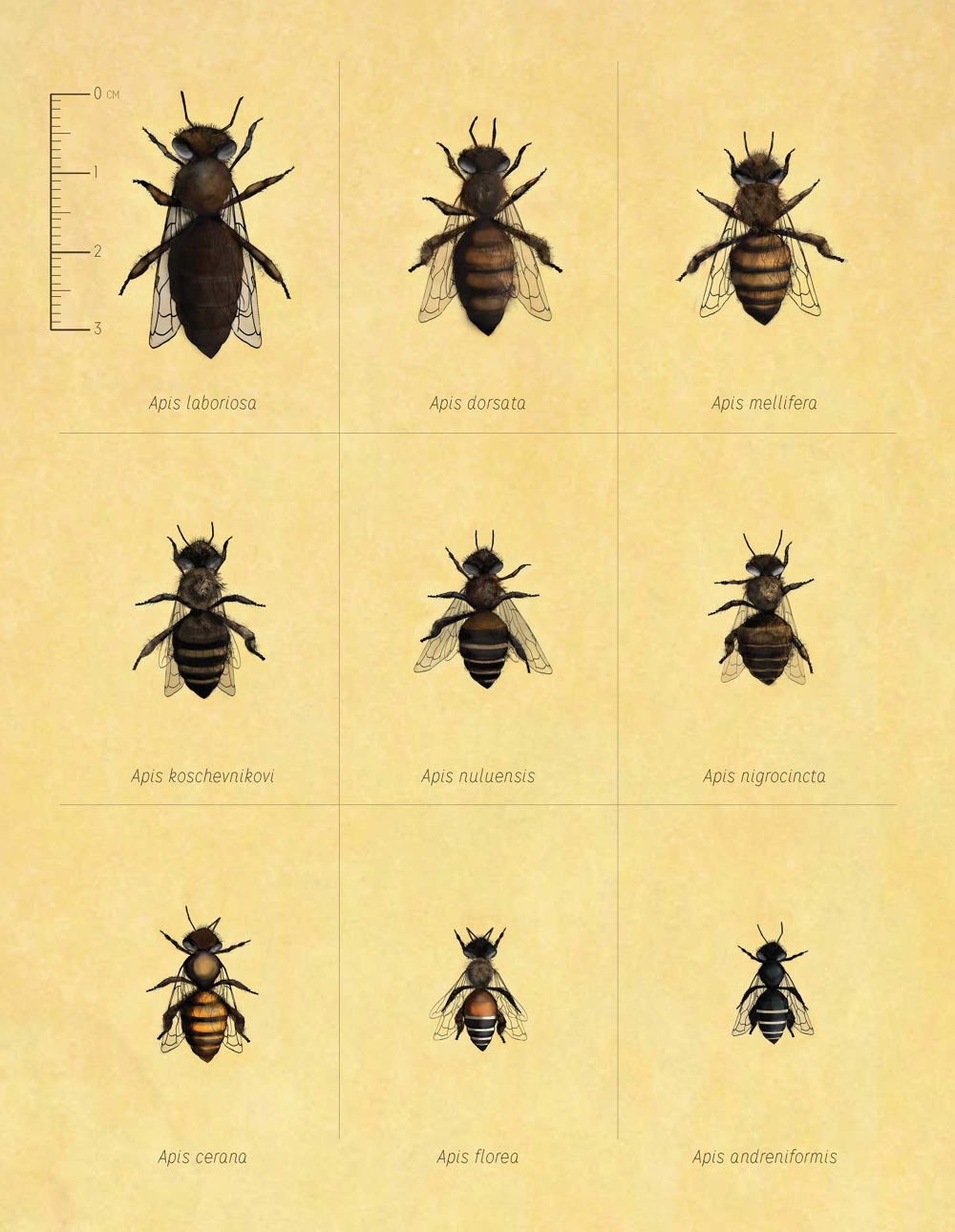 Bee Species Illustrations - sara.vandyke.design