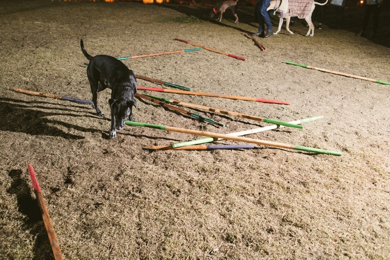 DogPickUpSticks