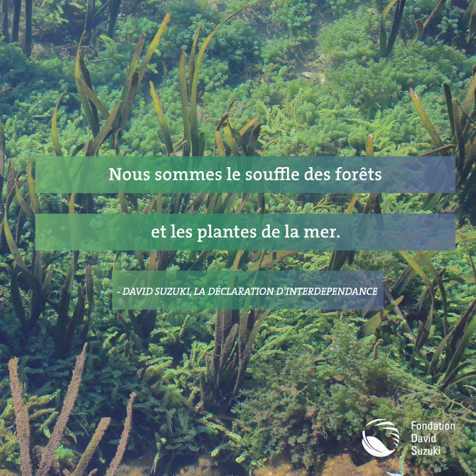 Citations For David Suzuki Foundation Rtzn Citations For David Suzuki Foundation Rtzn