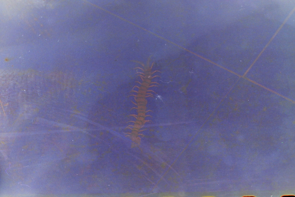 vomit film - geigertree