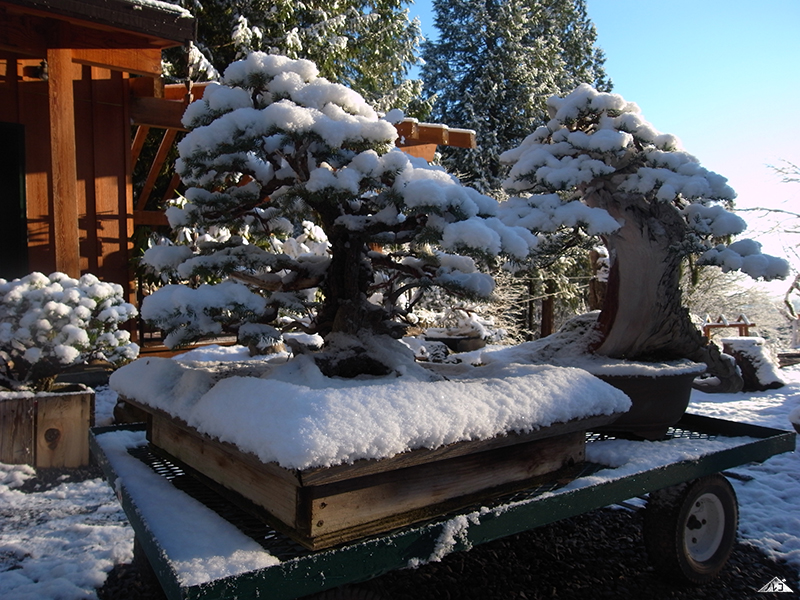 BONSAI MIRAI'S APPRENTICESHIP NOREGO