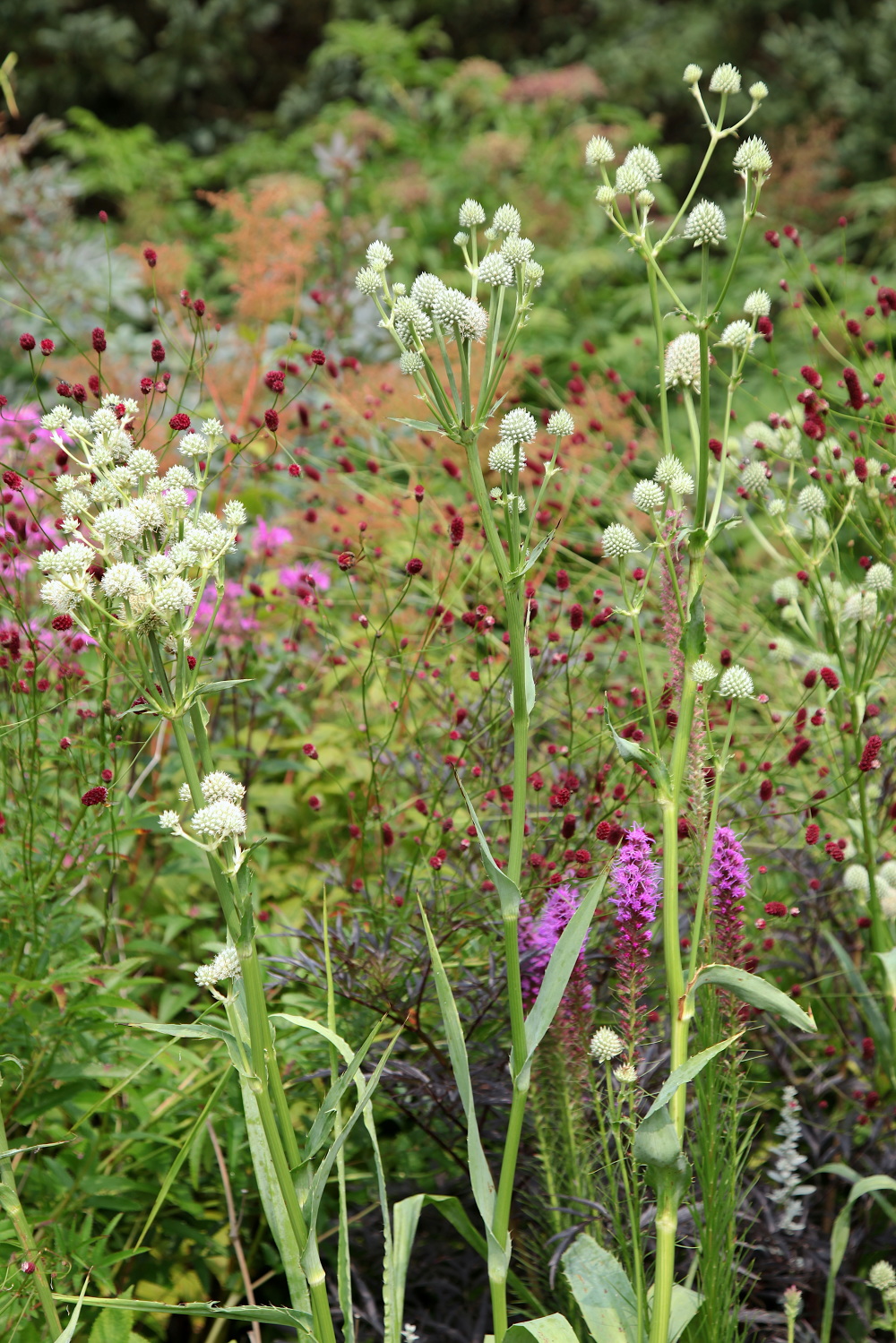 WINTER HARBOR, MAINE