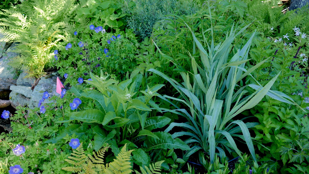 WINTER HARBOR, MAINE