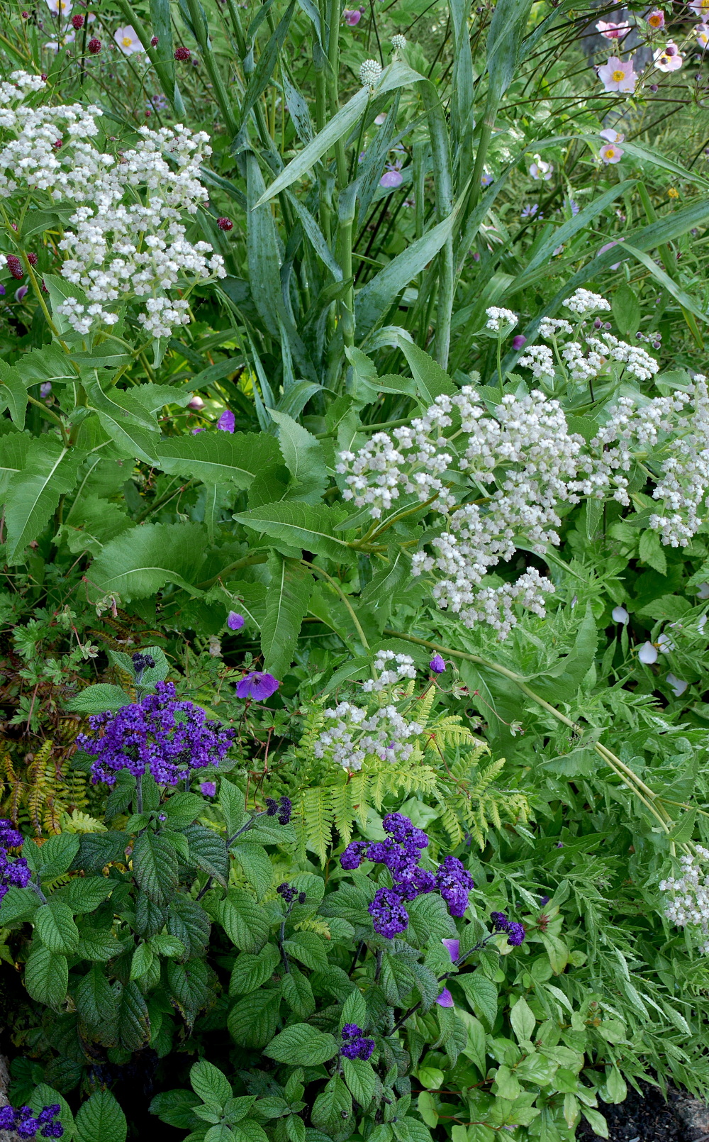 WINTER HARBOR, MAINE