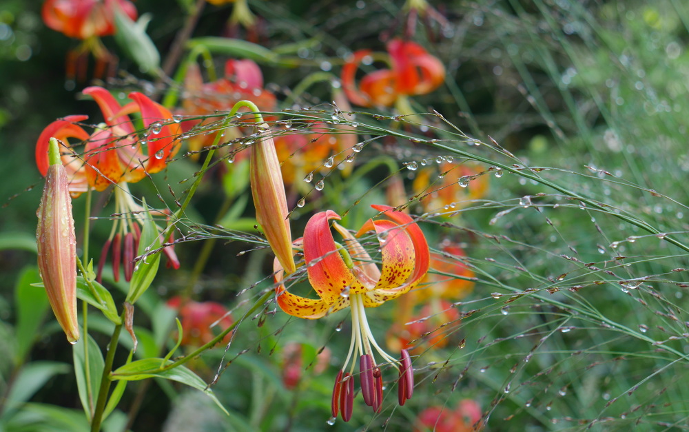WINTER HARBOR, MAINE