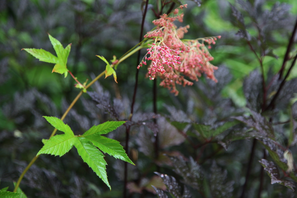 WINTER HARBOR, MAINE