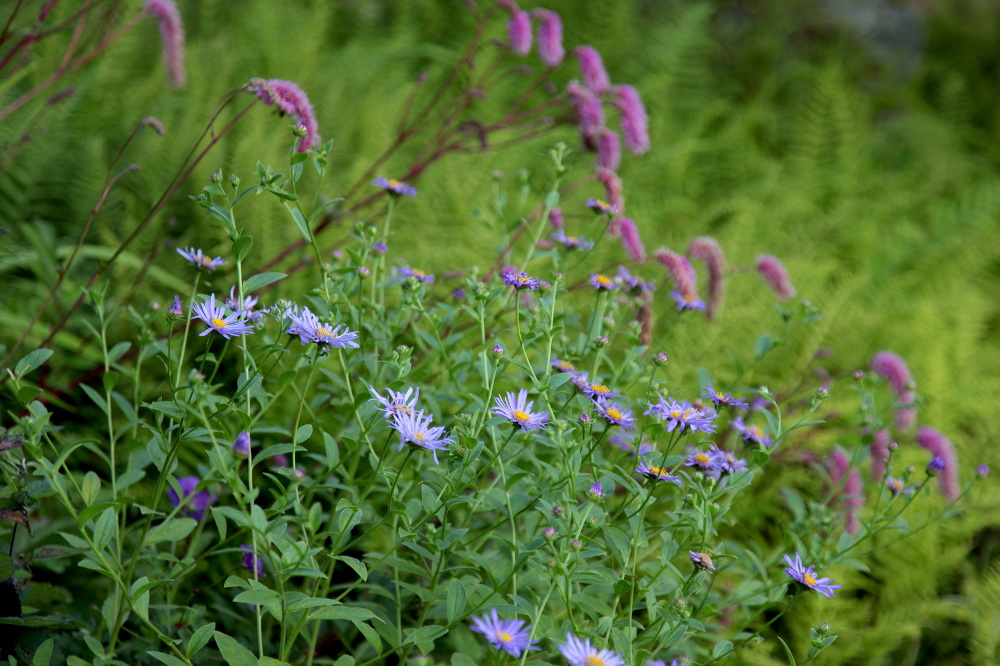 WINTER HARBOR, MAINE