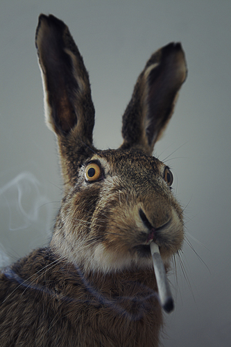 Smoking Rabbit - Romain Boyer photography