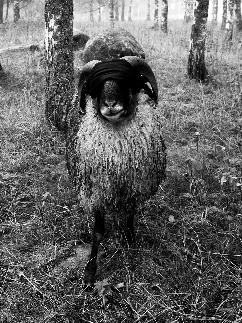 Sheep Portraits - kristiinakoskentola