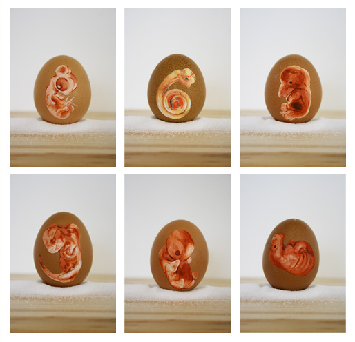 Embrionic Eggs - Rebecca Price