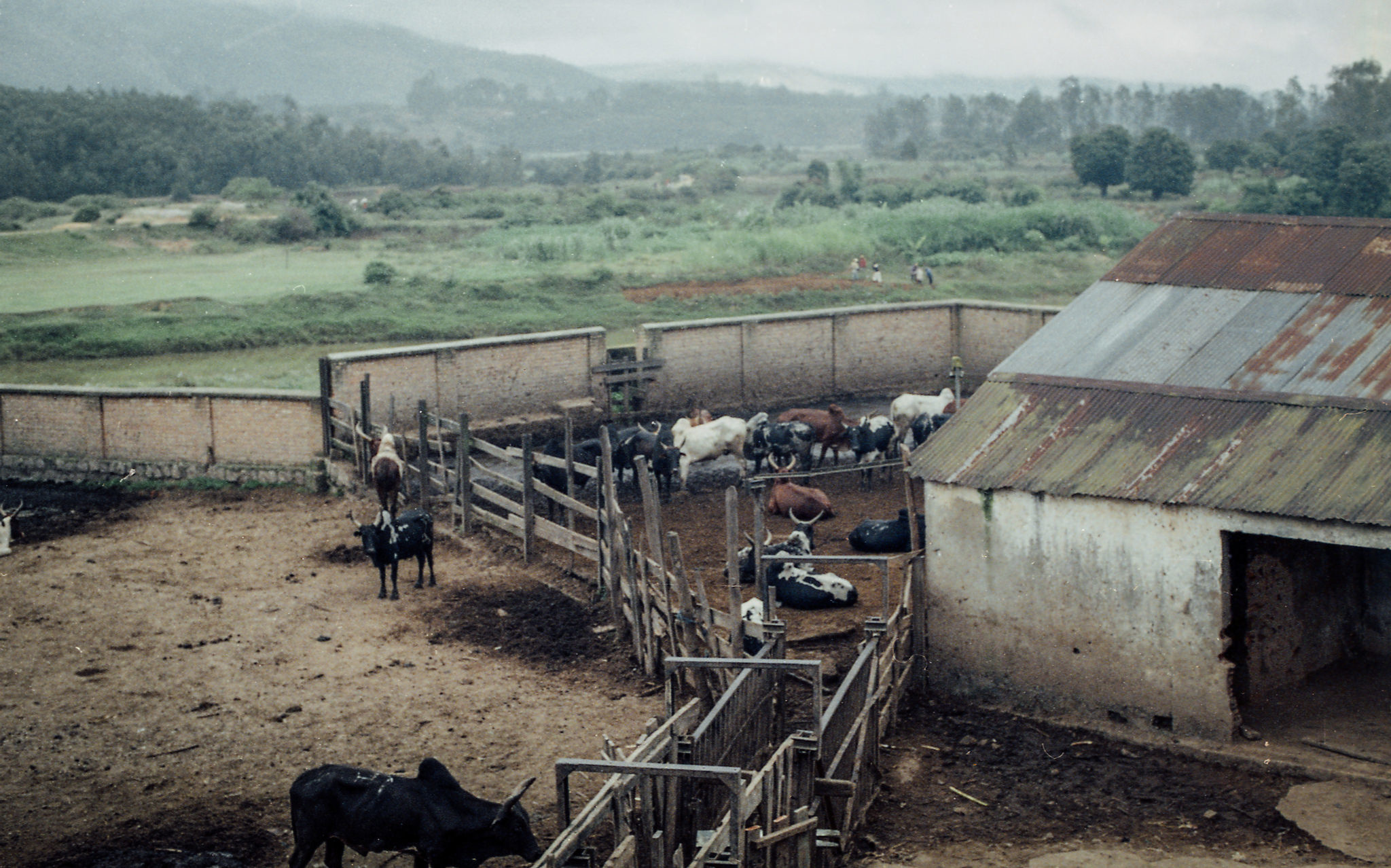 I. SLAUGHTERHOUSE & BUTCHERS Post Colonial Journal