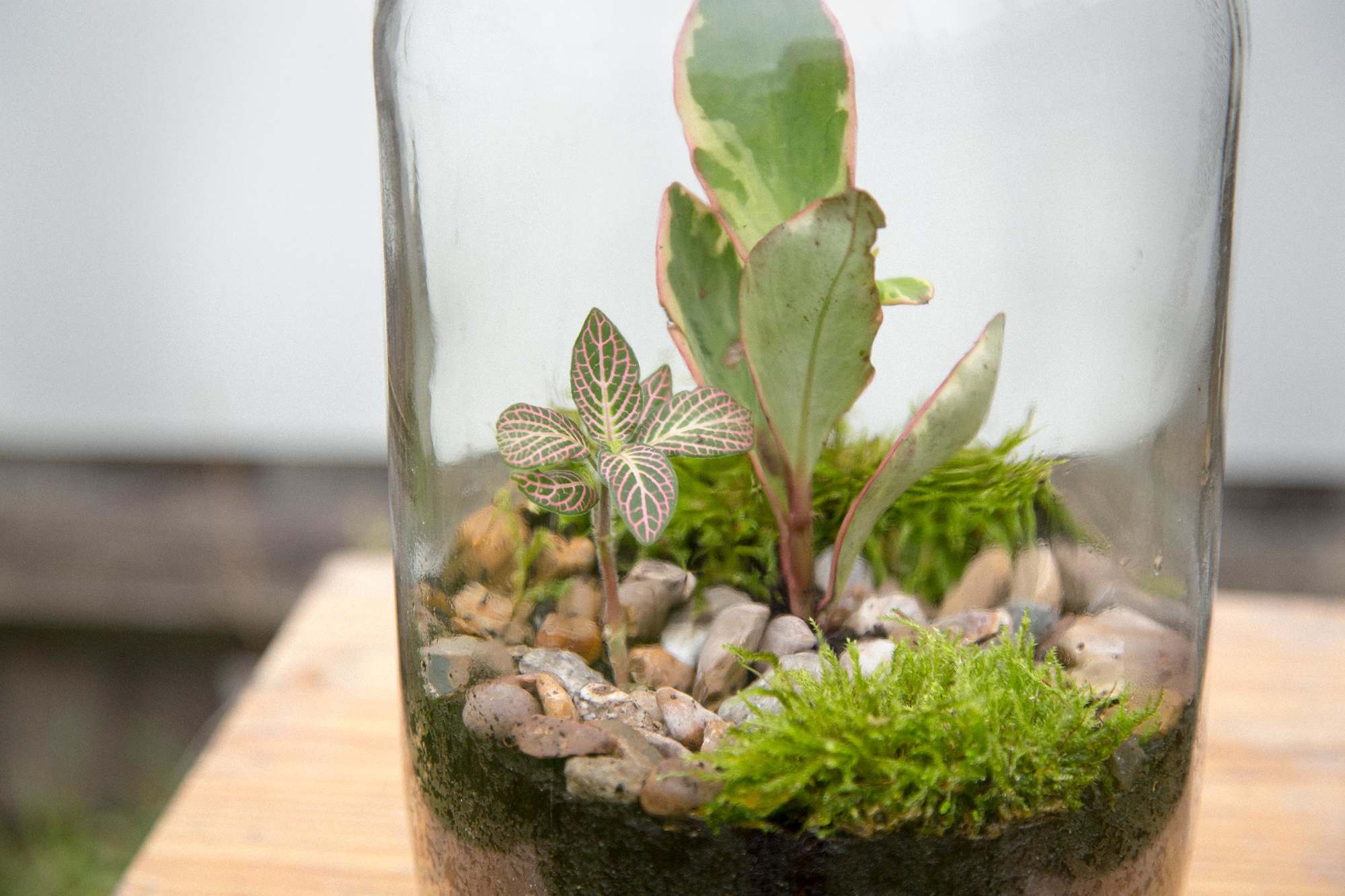 London Terrariums