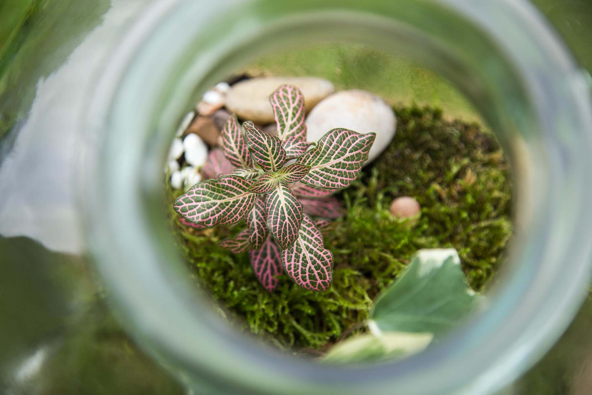 London Terrariums