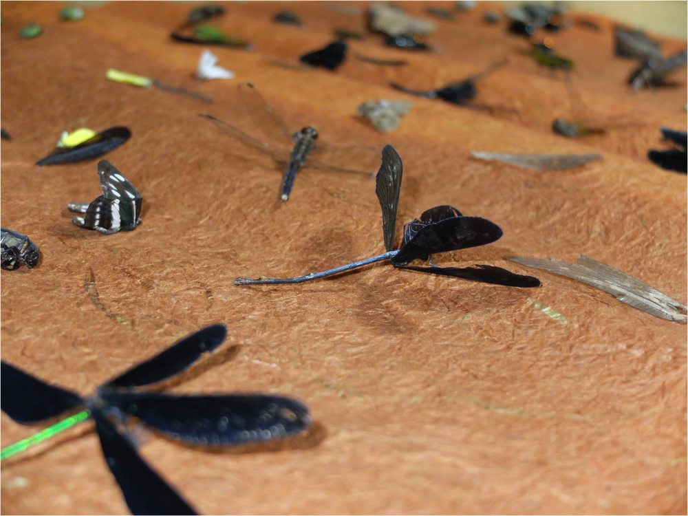 Nag Insect Insect Process Drawings - Arabella Murray-Nag