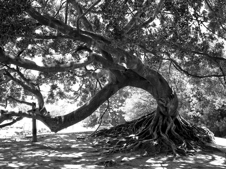 La Danza del Viento claudiamarcu