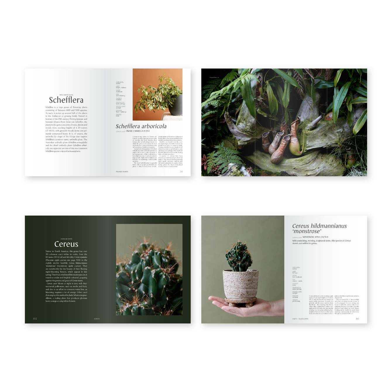 PLANTOPEDIA - Lauren Camilleri