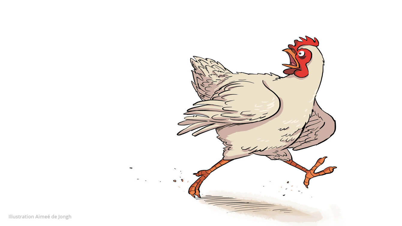 KIP ZONDER KOP JanDirkBouw