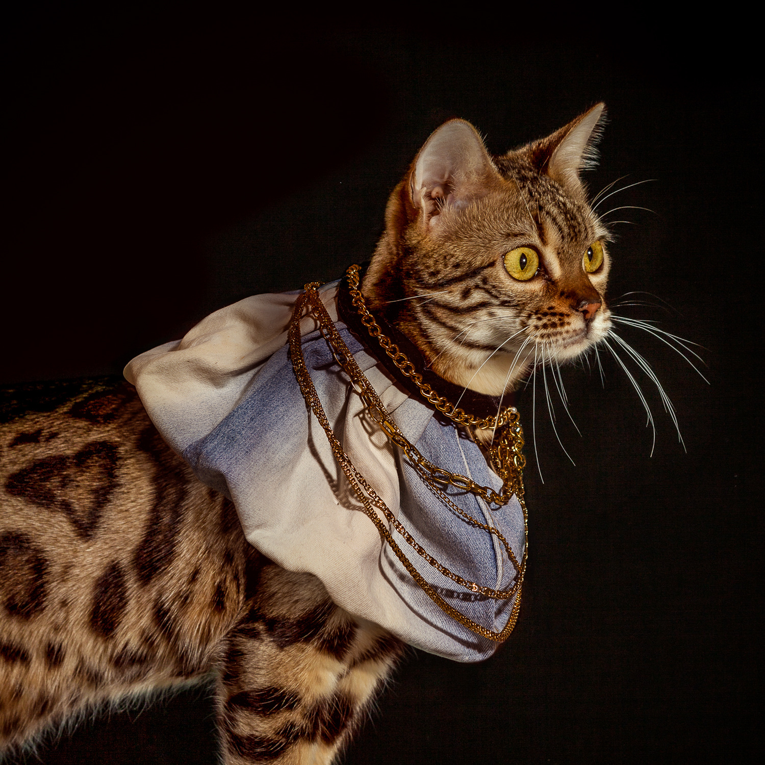 The Elizabethan Cat Collars Ad Campaigns