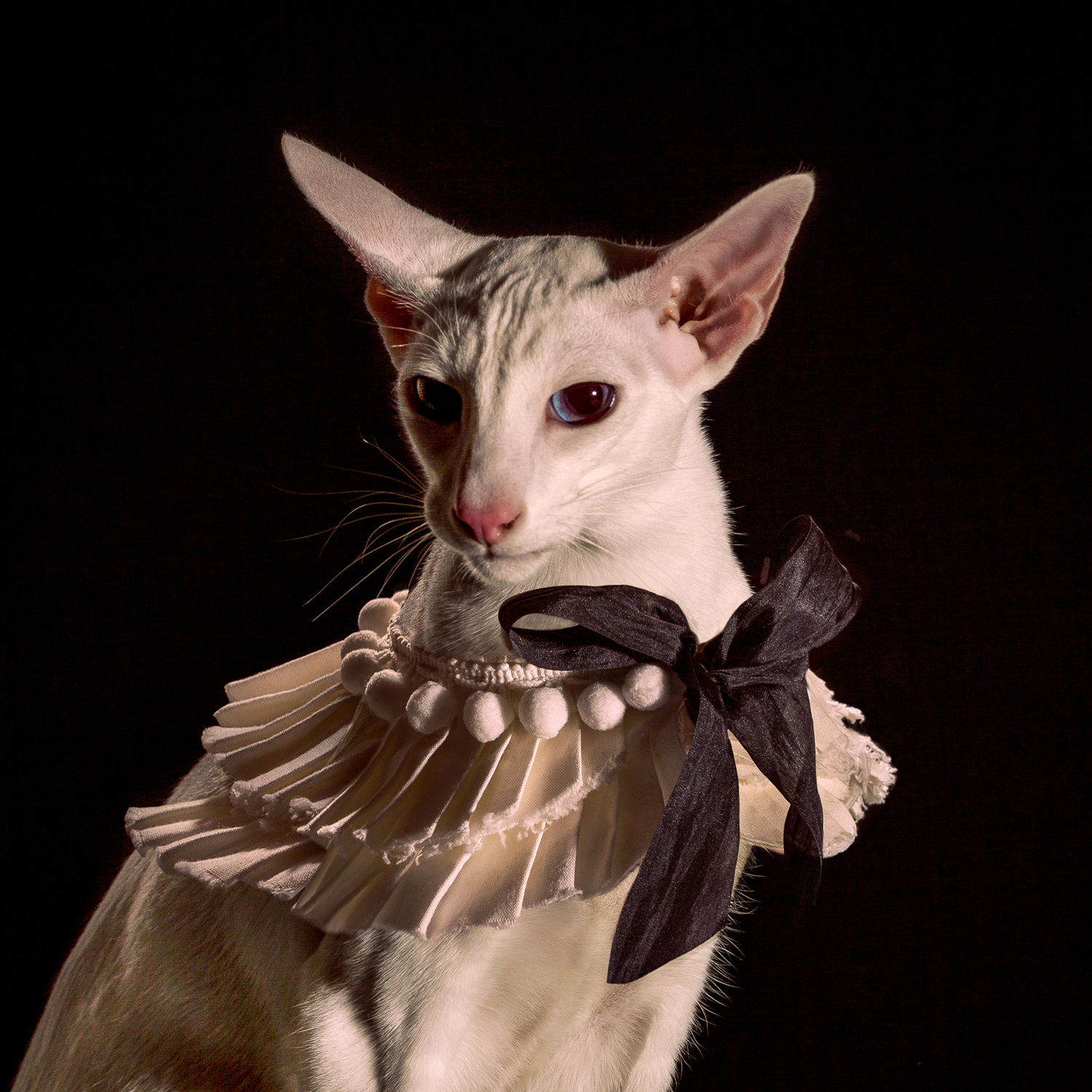 The Elizabethan Cat Collars Ad Campaigns
